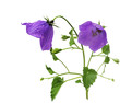 Carpathian bellflower Carpathian bellflower