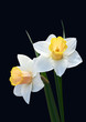Daffodil