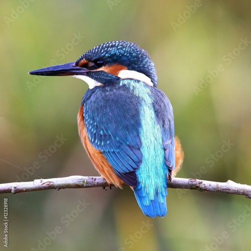 Photo: Eisvogel Eisvogel