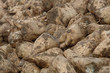 ZuckerrÜben frisch aus der Erde