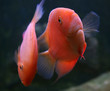 a small fish