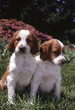Photos : deux chiots setter irlandais assis cote à cote dans le jardin