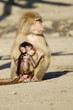 Singe et bébé singe au zoo Singe et bébé singe au zoo