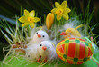 Poussins de Pâques