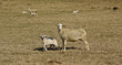 Moutons