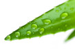 aloe vera mit tropfen - isoliert