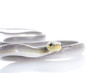 Curious gray python Curious gray python