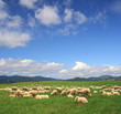 A Summer landscape with herd sheeps in Poland A Summer landscape with herd sheeps in Poland