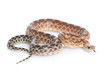 Cape Gopher Snake Cape Gopher Snake