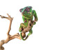Panther Chameleon Panther Chameleon