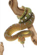 Emerald Tree Boa (female) Emerald Tree Boa (female)
