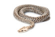 Granite Burmese Python (2.0 Albino Het) Granite Burmese Python (2.0 Albino Het)