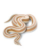 San Mateo Rosy Boa San Mateo Rosy Boa