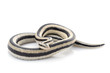 San Ignacio Rosy Boa San Ignacio Rosy Boa