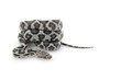 Anery Mexican Night Snake Anery Mexican Night Snake