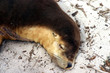 Brown Australian sea lion (Neophoca cinerea) asleep on a beach