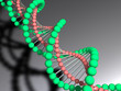 DNA Doppelhelix