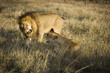 angry lions fighting