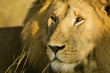 Handsome Male Lion in Africa
