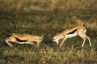 Gazelle Fight