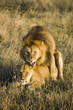 Mating Lions