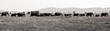 Large Elephant Herd Travelling across Tanzania