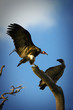 Wild Vultures