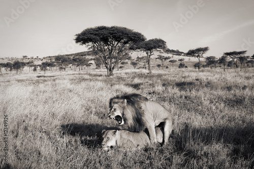 Photo: Sex in the Serengeti Sex in the Serengeti