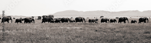 Photo: Large Elephant Herd Travelling across Tanzania Large Elephant Herd Travelling across Tanzania