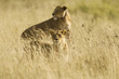 Two lions hunting in Africa