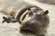 Mother and Baby Hippos