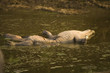 Dead Crocodile