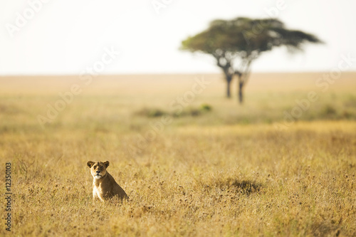 Photo: Lioness sitting in an African Savanna Lioness sitting in an African Savanna