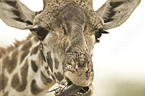 Foto: Giraffe Giraffe