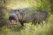 Foto: Wild, dangerous Hippo Wild, dangerous Hippo