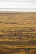 Zebra Herd