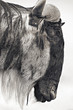 African Wildebeest
