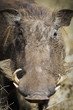Close up African Warthog