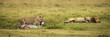 lions eating a zebra in Africa