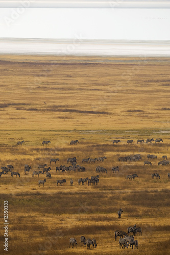 Photo: Zebra Herd Zebra Herd