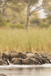 Wildebeest Watering Hole