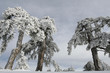 trees