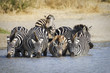 Zebra herd at watering hole in Africa