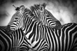 cuddling zebras