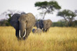 African Elephant Herd
