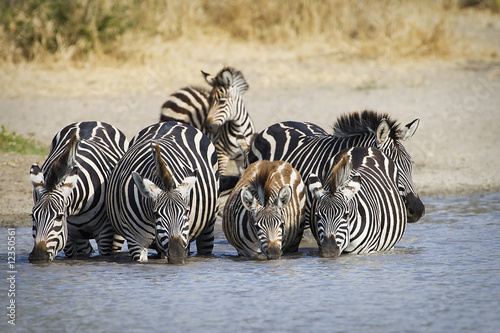 Photo: Zebra herd at watering hole in Africa Zebra herd at watering hole in Africa