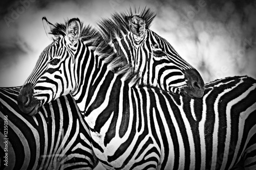 Foto: cuddling zebras cuddling zebras