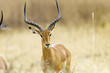African Impala