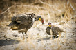 African Game Birds