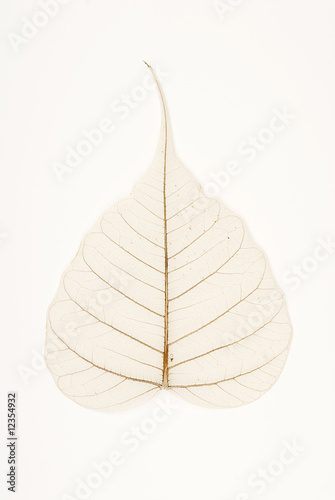 Banyan Tree Leaf